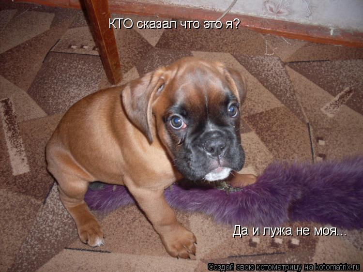 КТО сказал что это я? Да и лужа не моя...... Котоматрица: КТО сказал что это я? Да и лужа не моя...