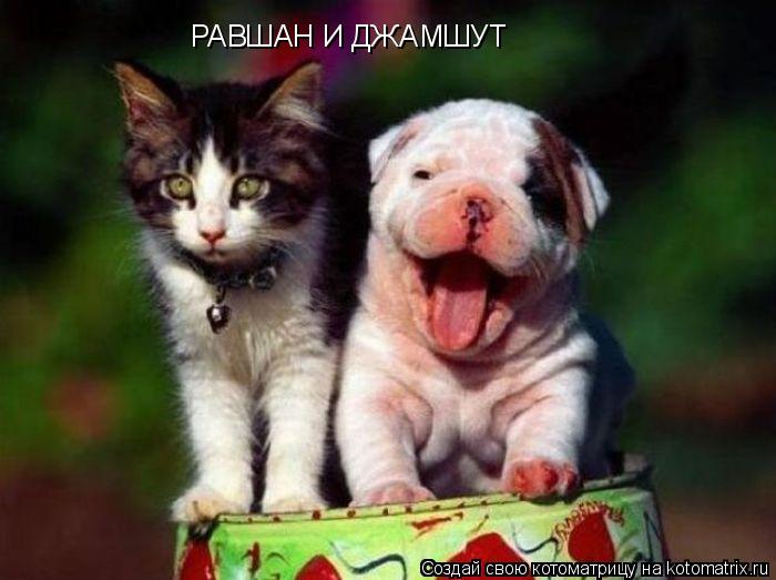 РАВШАН И ДЖАМШУТ... Котоматрица: РАВШАН И ДЖАМШУТ