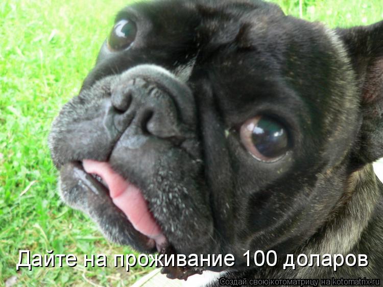Дайте на проживание 100 доларов... Котоматрица: Дайте на проживание 100 доларов