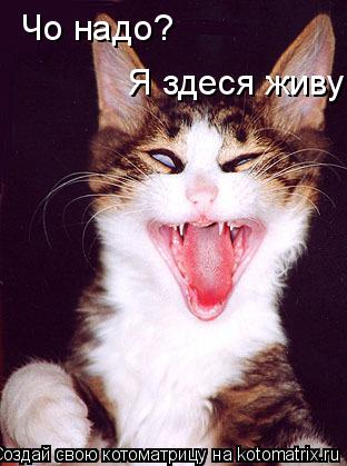 Чо надо? Я здеся живу... Котоматрица: Чо надо? Я здеся живу