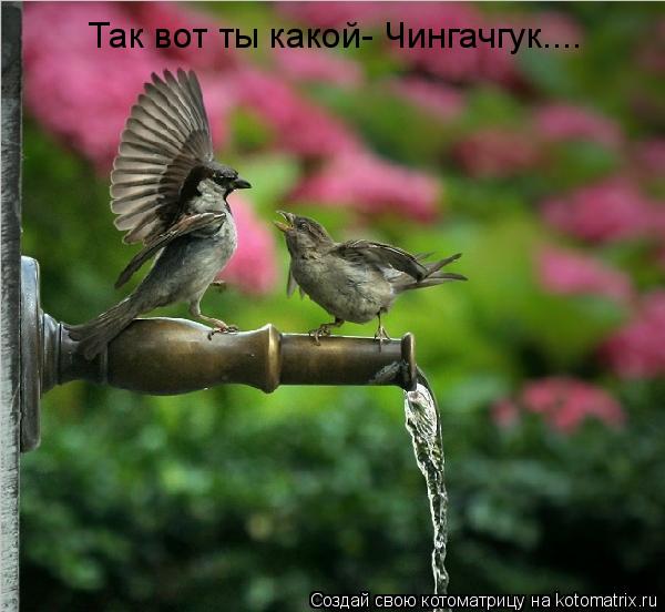 Так вот ты какой- Чингачгук....... Котоматрица: Так вот ты какой- Чингачгук....