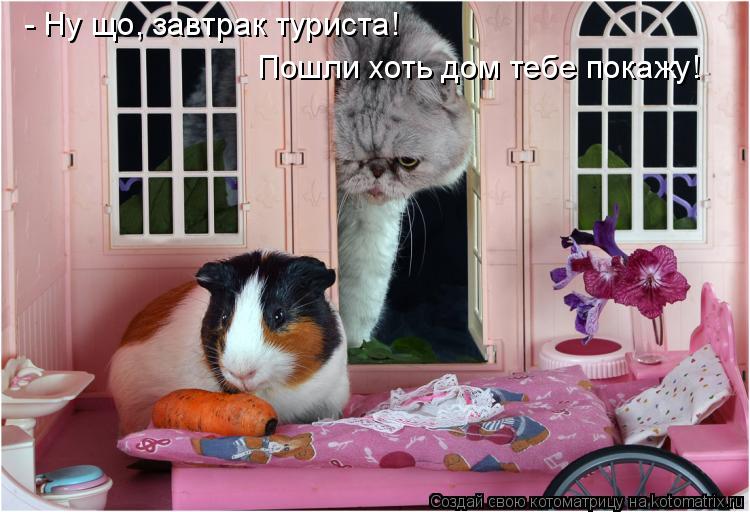 - Ну що, завтрак туриста! Пошли хоть дом тебе покажу!... Котоматрица: - Ну що, завтрак туриста! Пошли хоть дом тебе покажу!