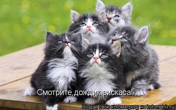 Смотрите,дождик вискаса!... Котоматрица: Смотрите,дождик вискаса!