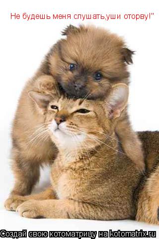 Не будешь меня слушать,уши оторву!"... Котоматрица: Не будешь меня слушать,уши оторву!"