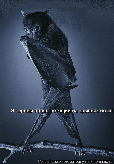 Я черный плащ, летящий на крыльях ночи!... Котоматрица: Я черный плащ, летящий на крыльях ночи!