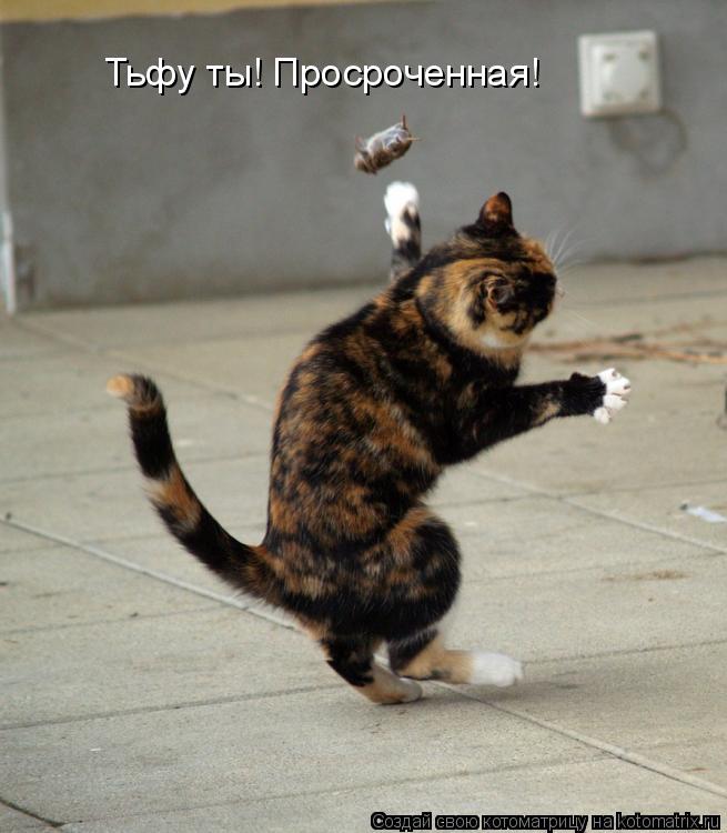 Тьфу ты! Просроченная!... Котоматрица: Тьфу ты! Просроченная!