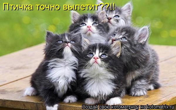 Птичка точно вылетит??!!... Котоматрица: Птичка точно вылетит??!!