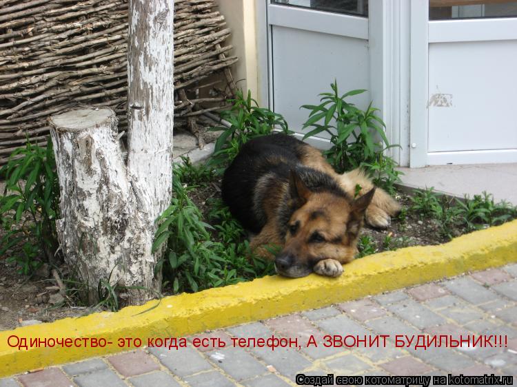 Одиночество- это когда есть телефон, А ЗВОНИТ БУДИЛЬНИК!!!... Котоматрица: Одиночество- это когда есть телефон, А ЗВОНИТ БУДИЛЬНИК!!!