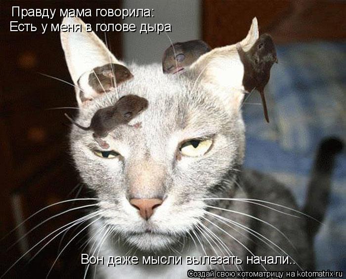 Правду мама говорила: Есть у меня в голове дыра Вон даже мысли вылезать начали..... Котоматрица: Правду мама говорила: Есть у меня в голове дыра Вон даже мысли вылезать начали..