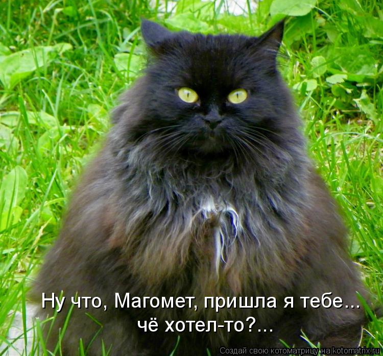 Ну что, Магомет, пришла я тебе... чё хотел-то?...... Котоматрица: Ну что, Магомет, пришла я тебе... чё хотел-то?...