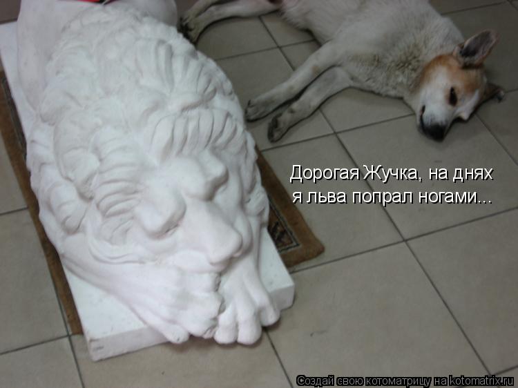Дорогая Жучка, на днях я льва попрал ногами...... Котоматрица: Дорогая Жучка, на днях я льва попрал ногами...