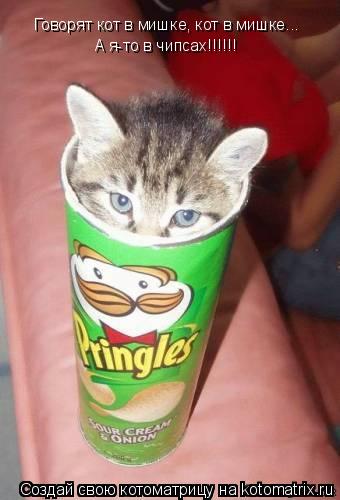 Говорят кот в мишке, кот в мишке... А я-то в чипсах!!!!!!... Котоматрица: Говорят кот в мишке, кот в мишке... А я-то в чипсах!!!!!!