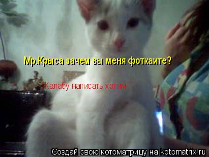 Мр.Крыса зачем вы меня фоткаите? Жалабу написать хотим!... Котоматрица: Мр.Крыса зачем вы меня фоткаите? Жалабу написать хотим!