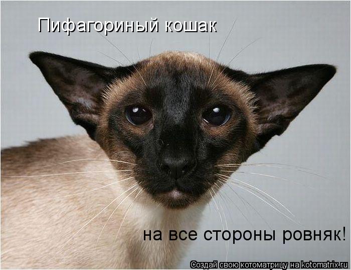 Пифагориный кошак- Пифагориный кошак на все стороны ровняк!... Котоматрица: Пифагориный кошак- Пифагориный кошак на все стороны ровняк!