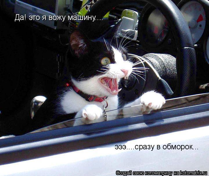 Да! это я вожу машину.... эээ....сразу в обморок...... Котоматрица: Да! это я вожу машину.... эээ....сразу в обморок...