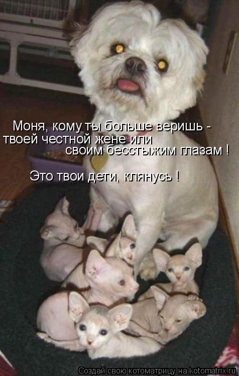 Моня, кому ты больше веришь - твоей честной жене или своим бесстыжим глазам ! Это твои дети, клянусь ... Котоматрица: Моня, кому ты больше веришь - твоей честной жене или своим бесстыжим глазам ! Это твои дети, клянусь !