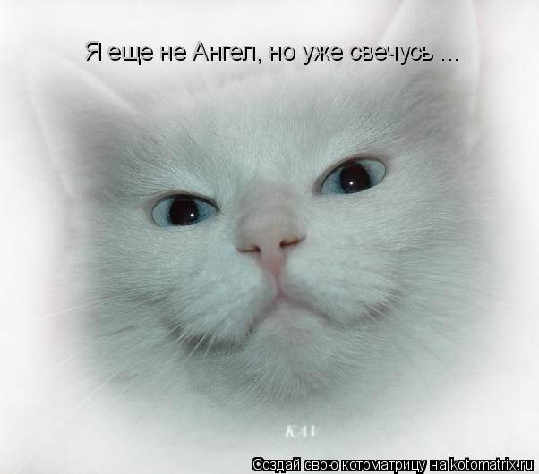 Я еще не Ангел, но уже свечусь ...... Котоматрица: Я еще не Ангел, но уже свечусь ...
