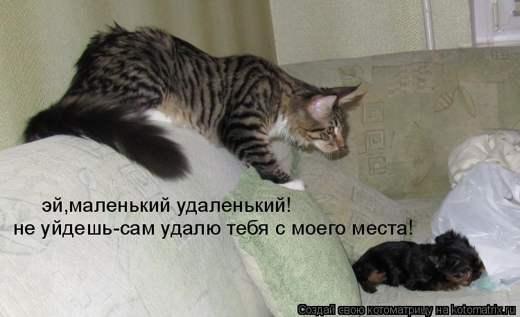 Котоматрица: эй,маленький удаленький! не уйдешь-сам удалю тебя с моего места!