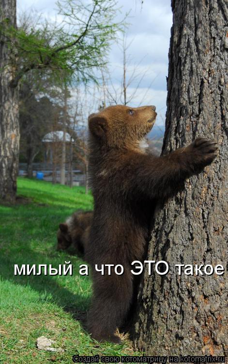 милый а что ЭТО такое... Котоматрица: милый а что ЭТО такое