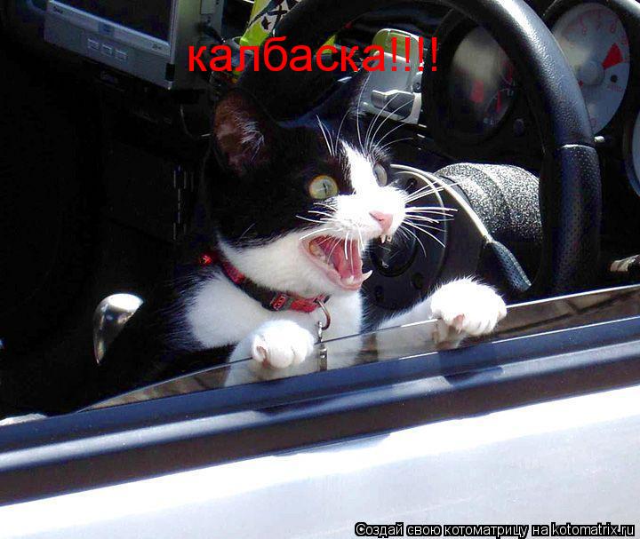 калбаска!!!!... Котоматрица: калбаска!!!!