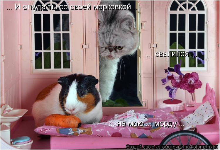... И откуда ты со своей морковкой ... ... свалился ... ... на мою ... морду ...... Котоматрица: ... И откуда ты со своей морковкой ... ... свалился ... ... на мою ... морду ...