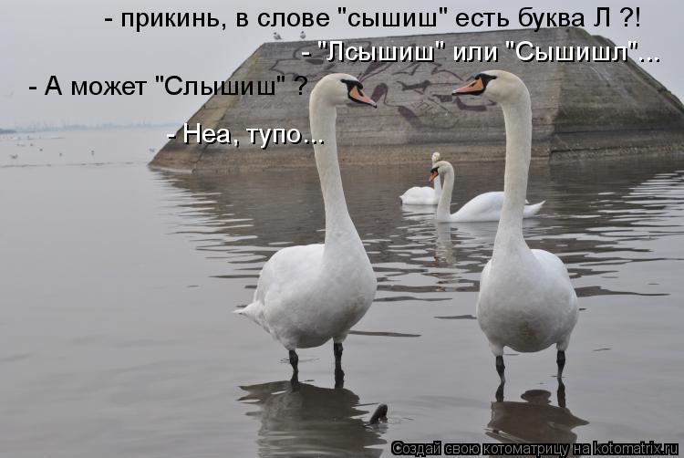 - прикинь, в слове "сышиш" есть буква Л ?! - "Лсышиш" или "Сышишл"... - А может "Слышиш" ? - Неа, туп... Котоматрица: - прикинь, в слове "сышиш" есть буква Л ?! - "Лсышиш" или "Сышишл"... - А может "Слышиш" ? - Неа, тупо...