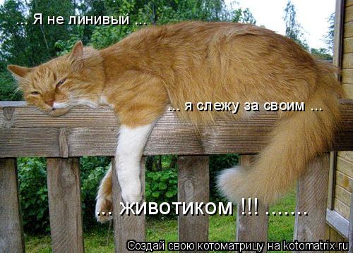 ... Я не линивый ... ... я слежу за своим ... ... животиком !!! .......... Котоматрица: ... Я не линивый ... ... я слежу за своим ... ... животиком !!! .......