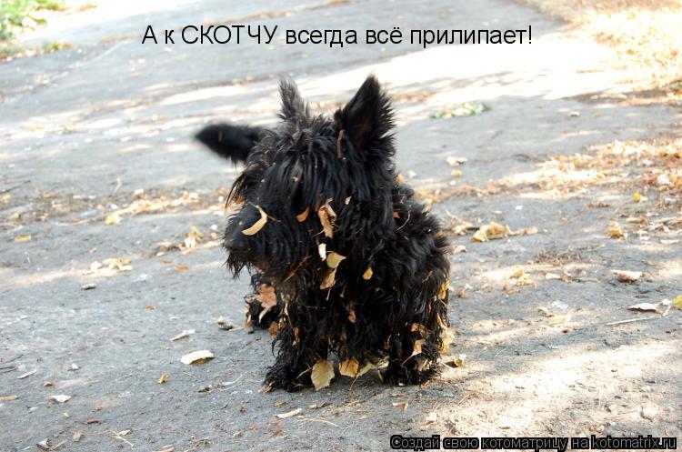 А к СКОТЧУ всегда всё прилипает!... Котоматрица: А к СКОТЧУ всегда всё прилипает!