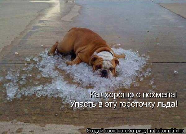 Как хорошо с похмела! Упасть в эту горсточку льда!... Котоматрица: Как хорошо с похмела! Упасть в эту горсточку льда!