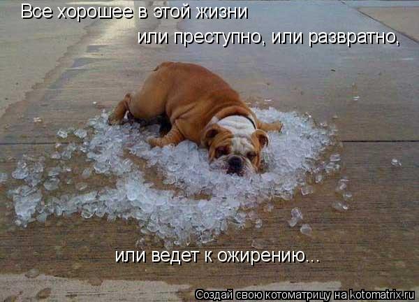 Все хорошее в этой жизни или преступно, или развратно, или ведет к ожирению...... Котоматрица: Все хорошее в этой жизни или преступно, или развратно, или ведет к ожирению...