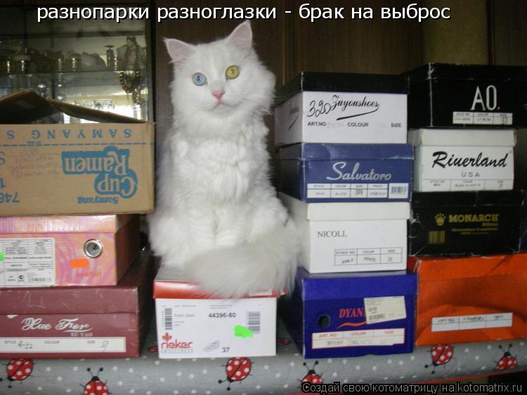 разнопарки разноглазки - брак на выброс... Котоматрица: разнопарки разноглазки - брак на выброс