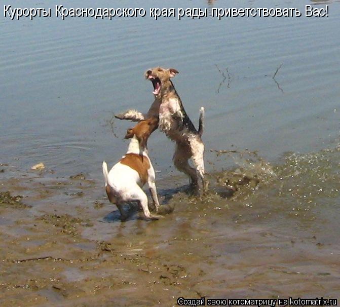 Курорты Краснодарского края рады приветствовать Вас!... Котоматрица: Курорты Краснодарского края рады приветствовать Вас!