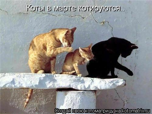 Коты в маpте котиpyются..... Котоматрица: Коты в маpте котиpyются..