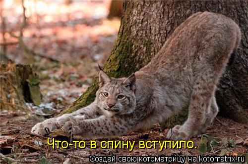 Что-то в спину вступило.... Котоматрица: Что-то в спину вступило.