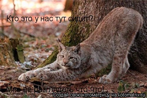 Кто это у нас тут сидит? Мне не разглядеть что-что!... Котоматрица: Кто это у нас тут сидит? Мне не разглядеть что-что!