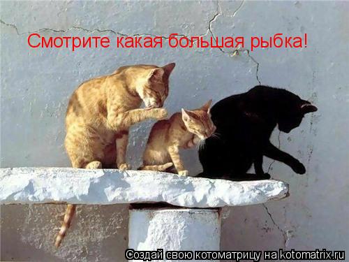 Смотрите какая большая рыбка!... Котоматрица: Смотрите какая большая рыбка!
