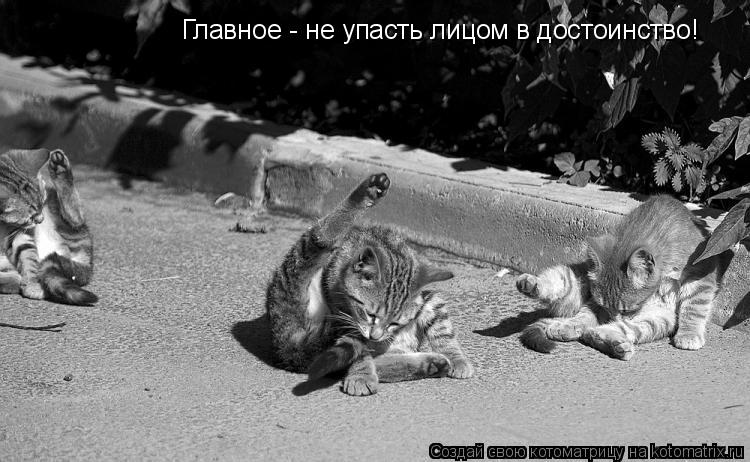 Главное - не упасть лицом в достоинство!... Котоматрица: Главное - не упасть лицом в достоинство!