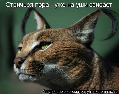 Стричься пора - уже на уши свисает... Котоматрица: Стричься пора - уже на уши свисает