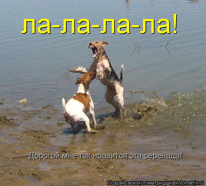 Дорогой мне так нравится эта серенада! ла-ла-ла-ла!... Котоматрица: Дорогой мне так нравится эта серенада! ла-ла-ла-ла!