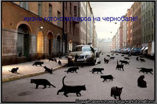 жизнь кото-сталкеров на чернобале!... Котоматрица: жизнь кото-сталкеров на чернобале!