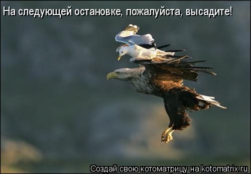 На следующей остановке, пожалуйста, высадите!... Котоматрица: На следующей остановке, пожалуйста, высадите!