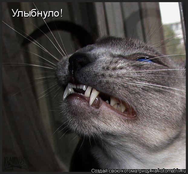 Улыбнуло!... Котоматрица: Улыбнуло!