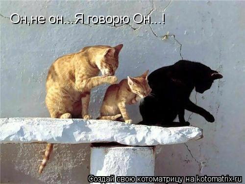 Он,не он...Я говорю Он...!... Котоматрица: Он,не он...Я говорю Он...!