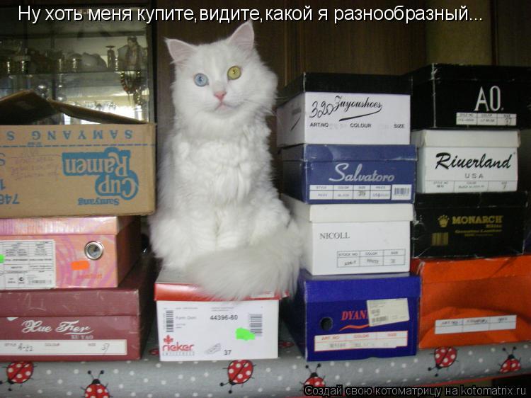 Ну хоть меня купите,видите,какой я разнообразный...... Котоматрица: Ну хоть меня купите,видите,какой я разнообразный...