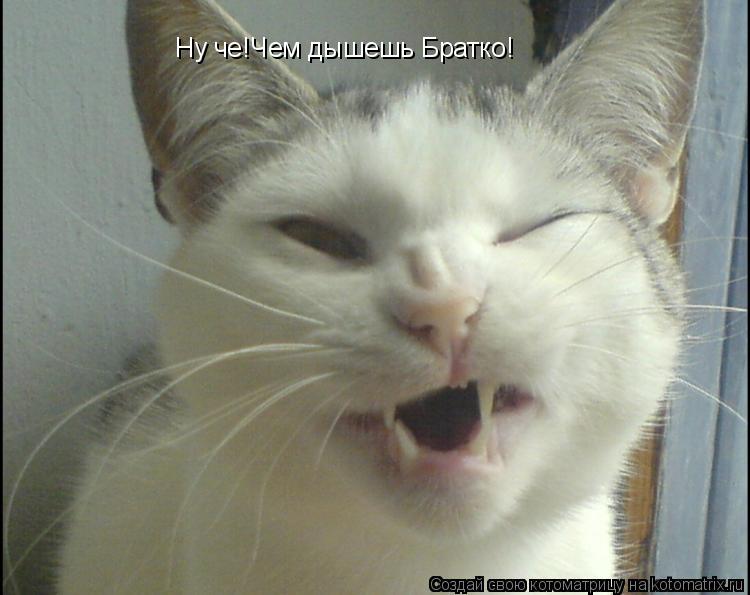 Ну че!Чем дышешь Братко!... Котоматрица: Ну че!Чем дышешь Братко!