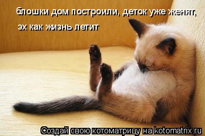 блошки дом построили, деток уже женят, эх как жизнь летит... Котоматрица: блошки дом построили, деток уже женят, эх как жизнь летит