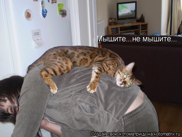 Мышите...не мышите...... Котоматрица: Мышите...не мышите...