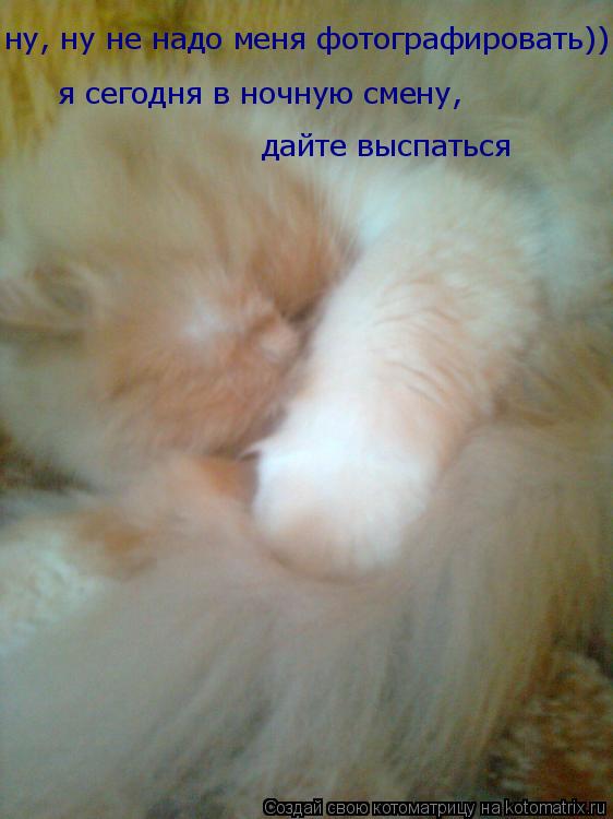 ну, ну не надо меня фотографировать)) я сегодня в ночную смену, дайте выспаться... Котоматрица: ну, ну не надо меня фотографировать)) я сегодня в ночную смену, дайте выспаться