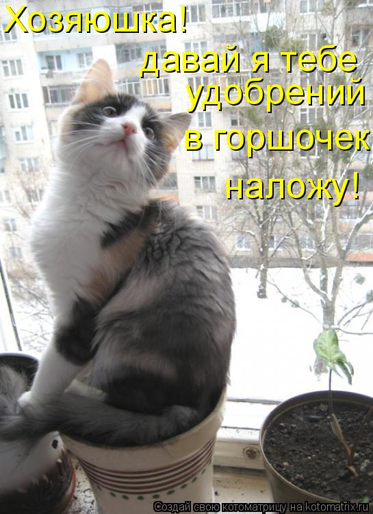 давай я тебе удобрений в горшочек Хозяюшка! наложу!... Котоматрица: давай я тебе удобрений в горшочек Хозяюшка! наложу!
