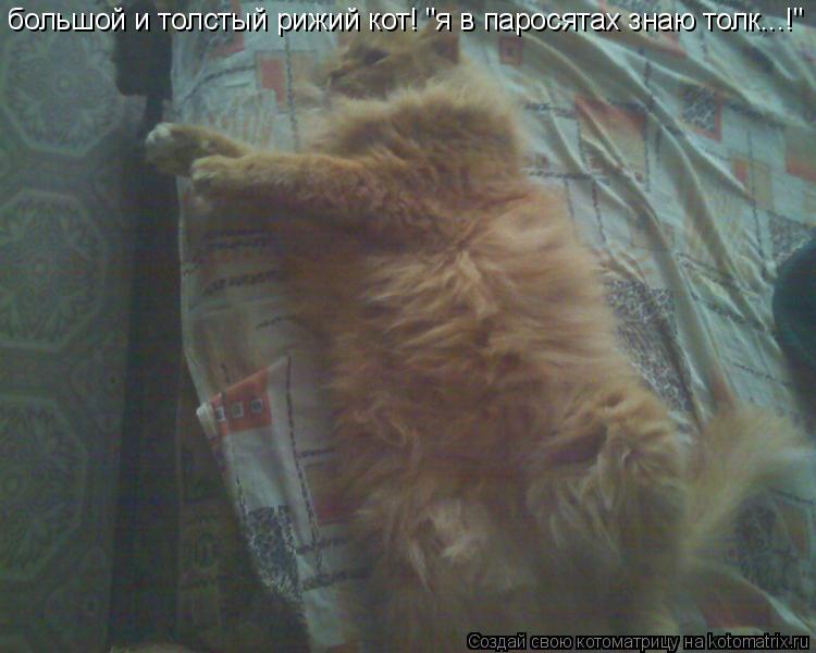 большой и толстый рижий кот! "я в паросятах знаю толк...!"... Котоматрица: большой и толстый рижий кот! "я в паросятах знаю толк...!"